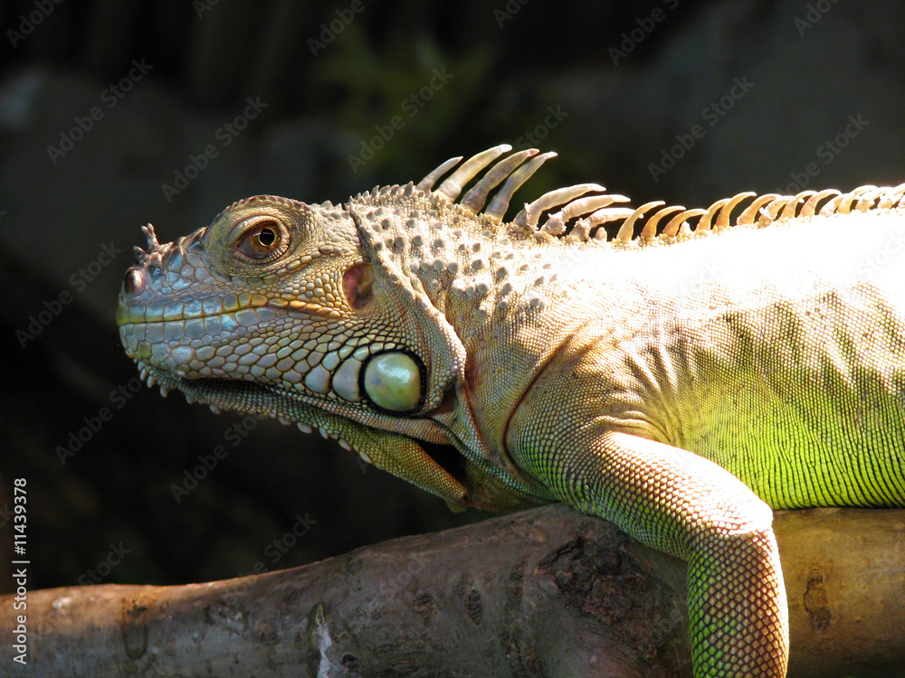 Obraz premium iguana lizard