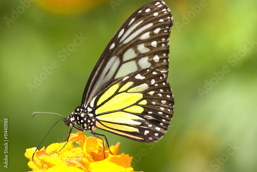 butterfly with green background