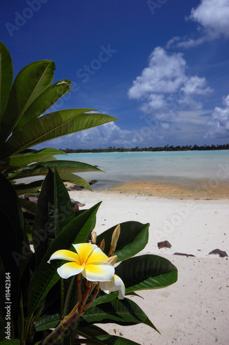 Tiare on a white sand beach background, Tahiti, Polynesia photo