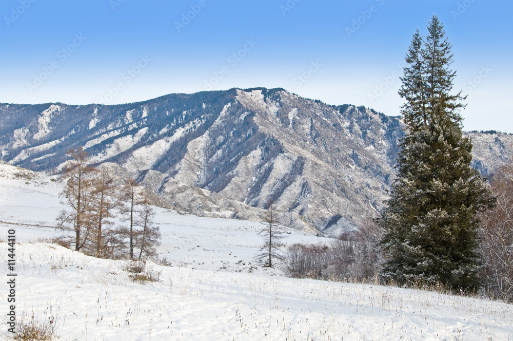 Peak of mountain and fur-tree. Winter in Altay.