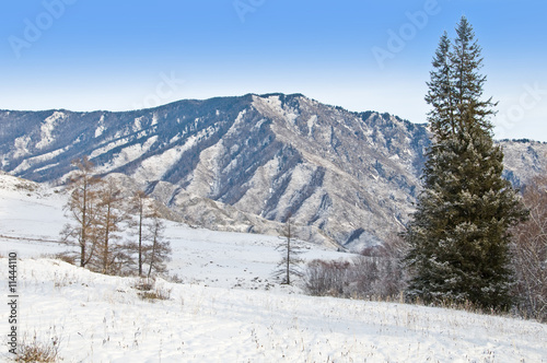 Peak of mountain and fur-tree. Winter in Altay. © djandre77