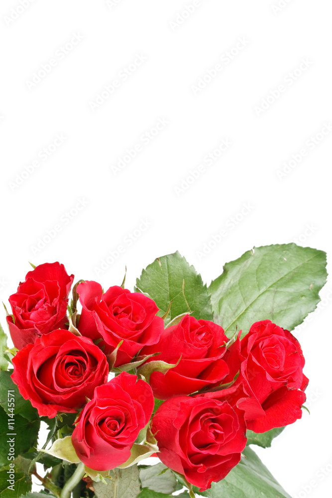 Fototapeta premium Red roses
