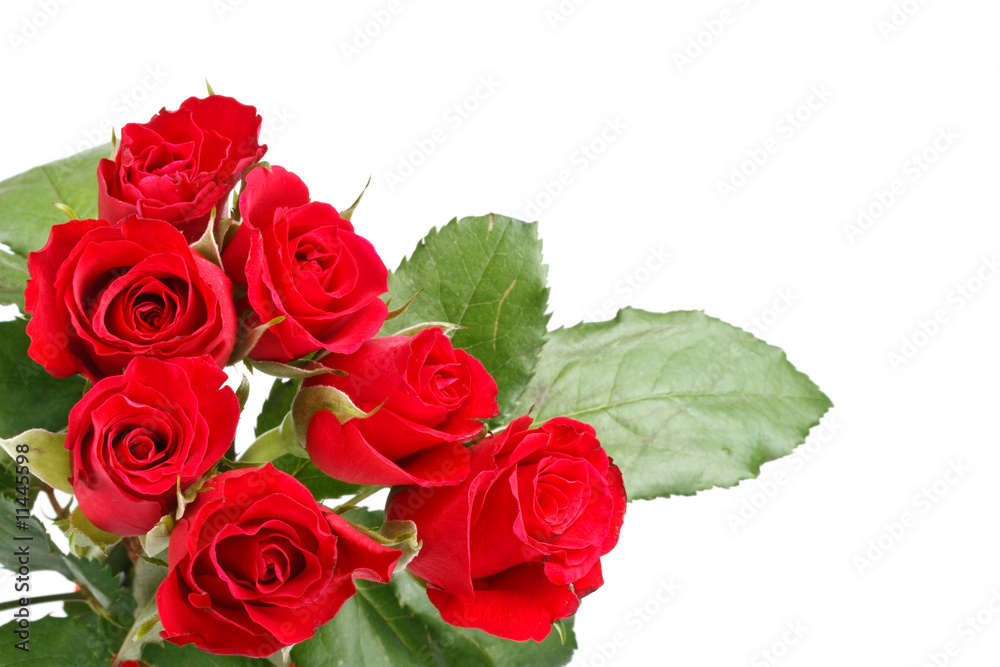 Obraz premium Red roses