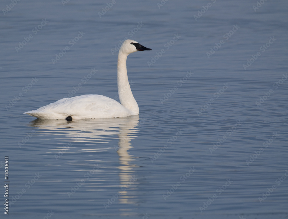 Trumpter swans and blue water