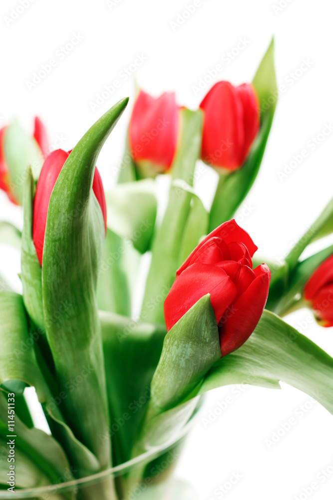 rote Tulpen rote Tulpen