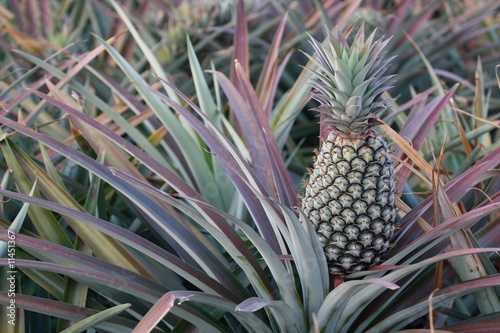 pineapple in a field 2