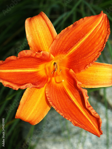 Fototapeta Naklejka Na Ścianę i Meble -  Orange lily