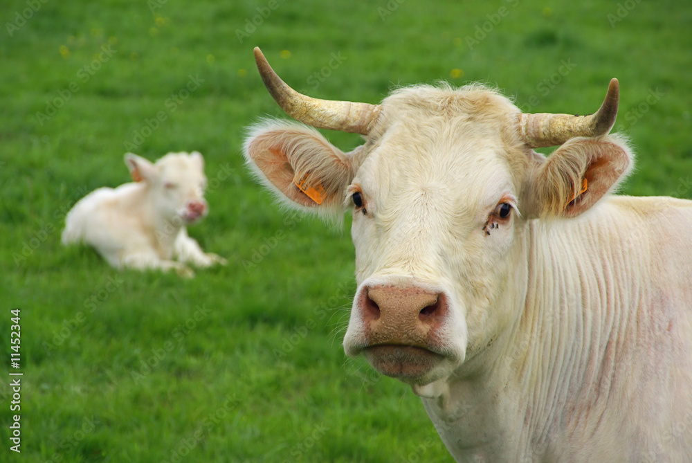 Rind - cow 24 Rind - cow 24