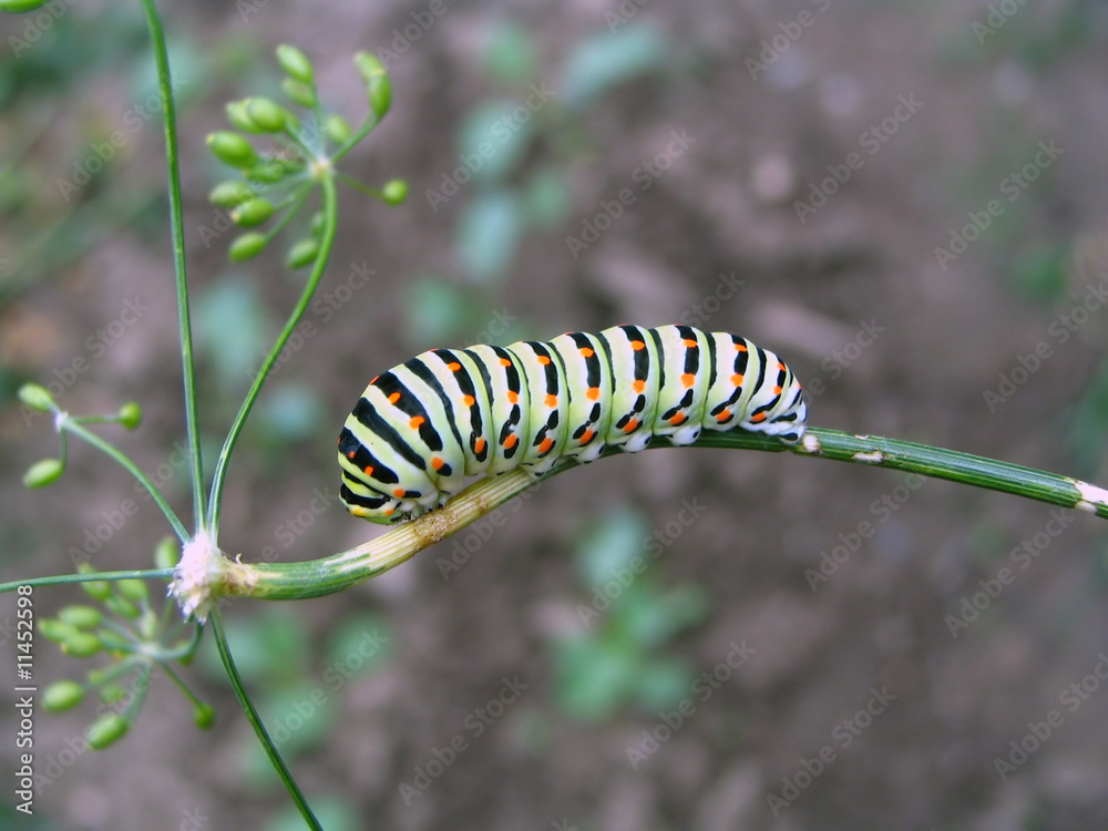 Naklejka premium Caterpillar on the dill