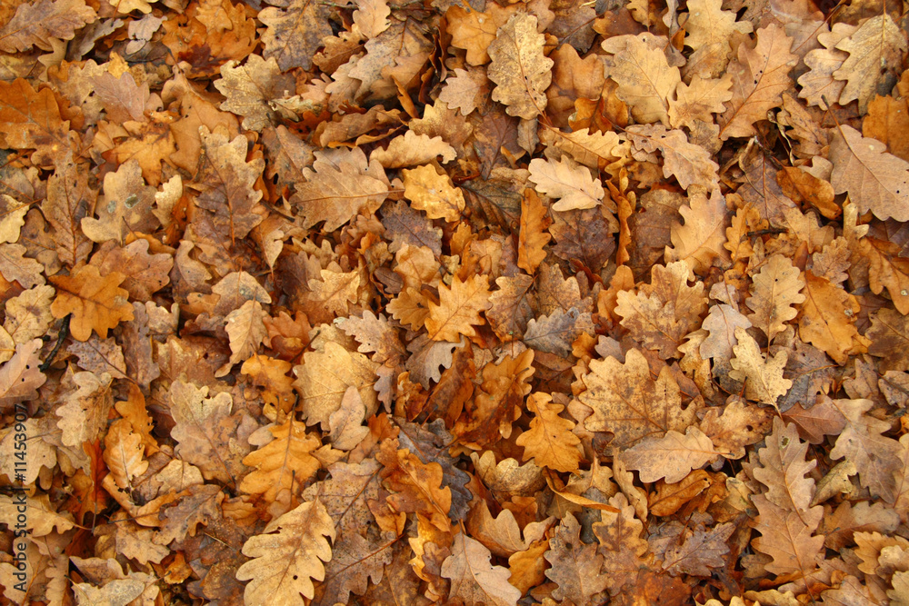 Oak tree leaves background Oak tree leaves background