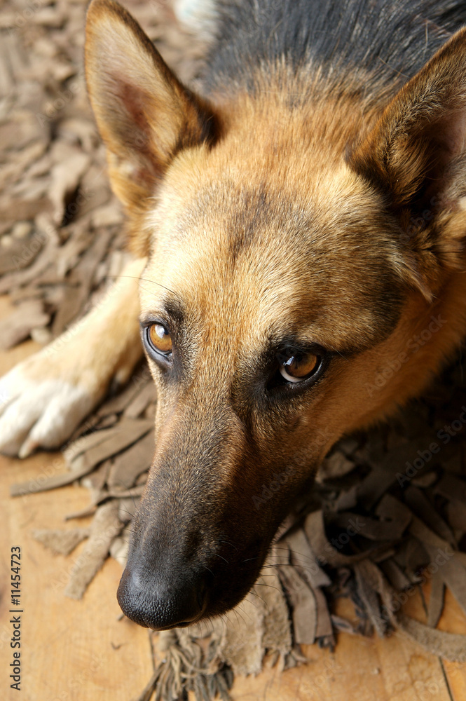 German Shepard laying on the ground German Shepard laying on the ground