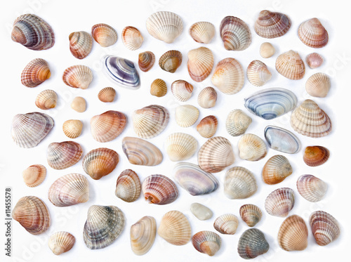 various color shell isolated on white