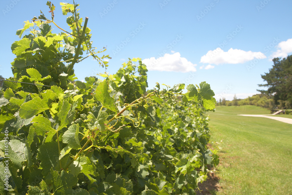 Vineyard on the golf course