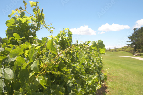 Vineyard on the golf course