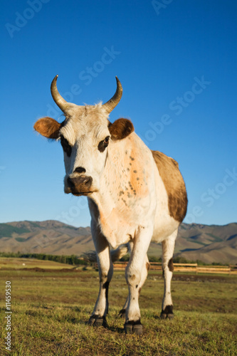 Cow Mongolia Asia