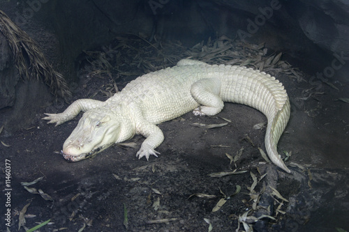 albino alligator
