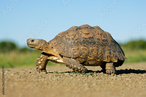 Mountain tortoise (Geochelone pardalis), South Africa