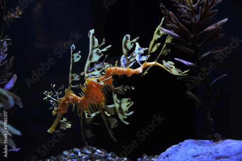 seadragon photo