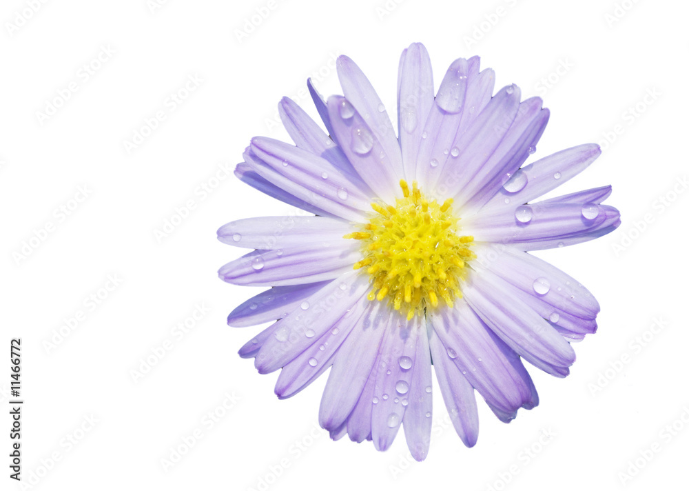 Obraz premium daisy with dew