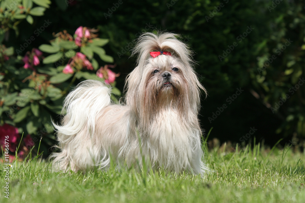 Shih Tzu dans le jardin