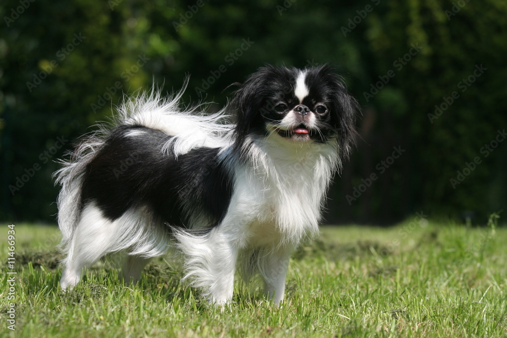 Dog Breeds Japanese Chin Colors Lemon White Japanese Chin
