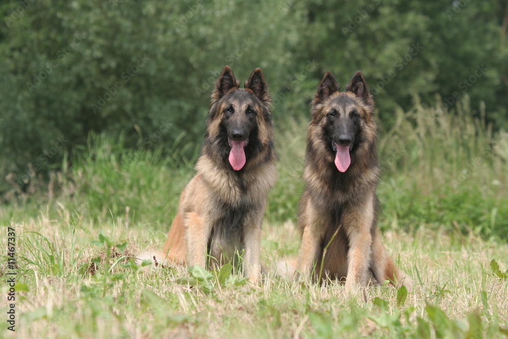 Couple de Berger Belge de Tervueren assis côte à côte Couple de Berger Belge de Tervueren assis côte à côte