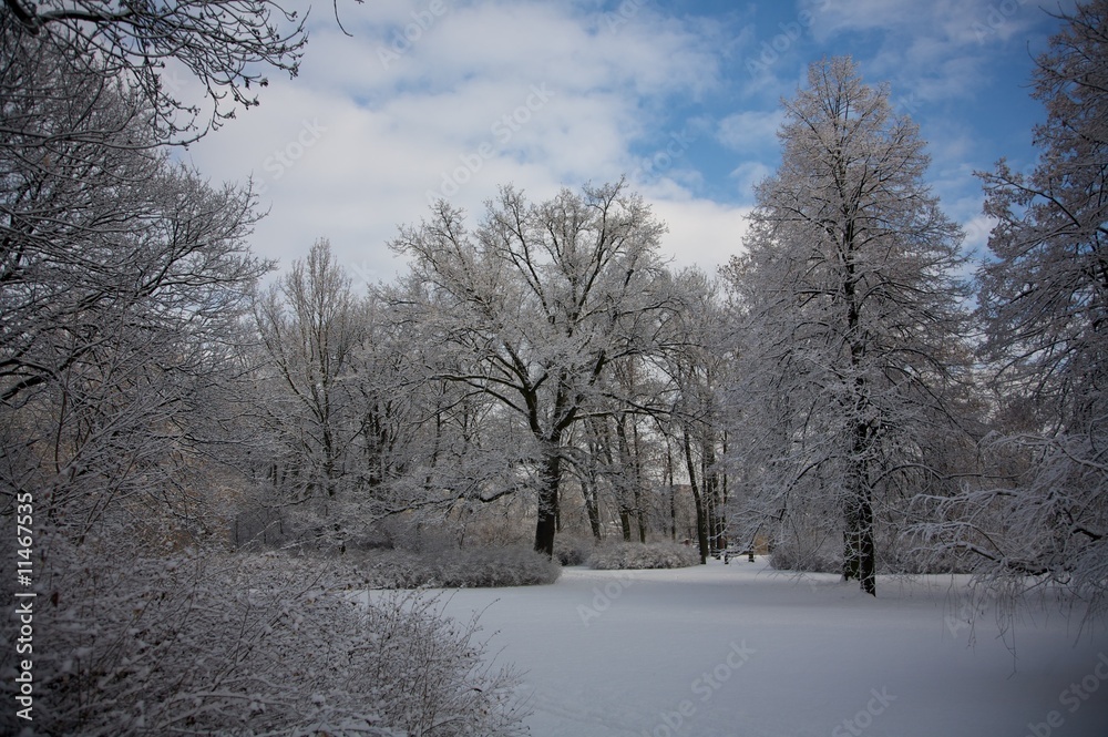 Fototapeta premium winter park 21