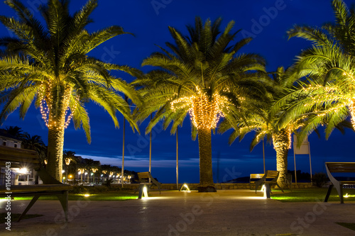 palm-trees decorated with garlands
