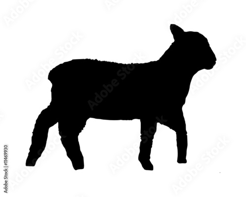 Lamm