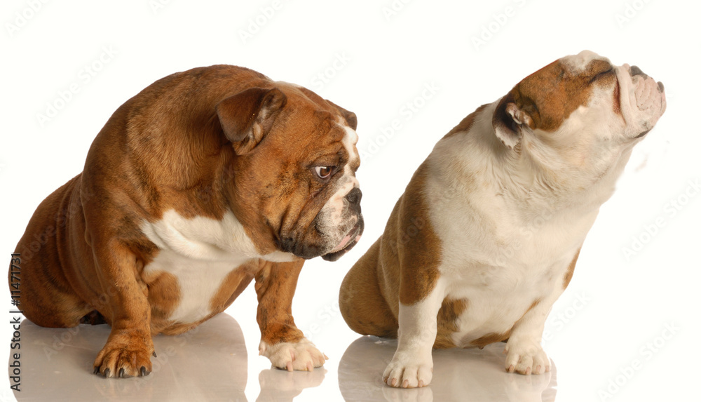 funny dog fight - two english bulldog arguing