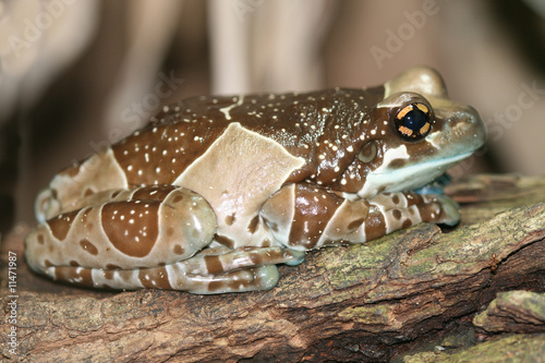 Dyeing poison frog.