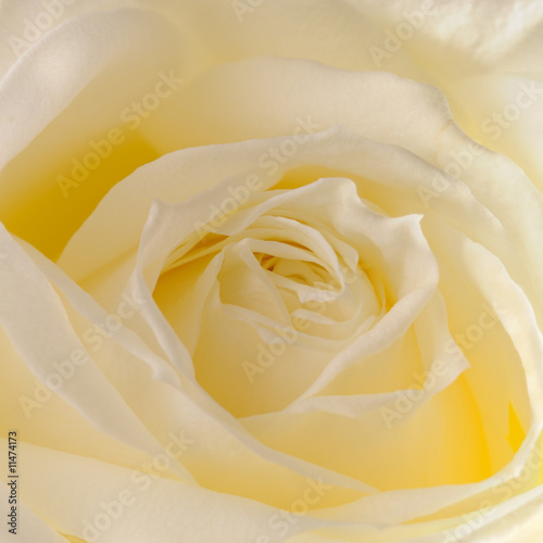 yellow rose closeup © Olga Galushko