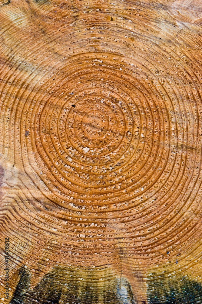 wood texture wood texture