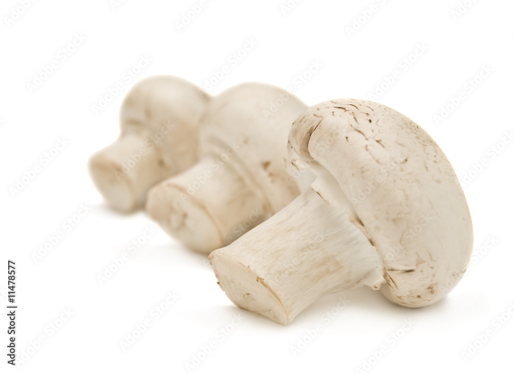 Fresh mushrooms isolated on a white background Fresh mushrooms isolated on a white background