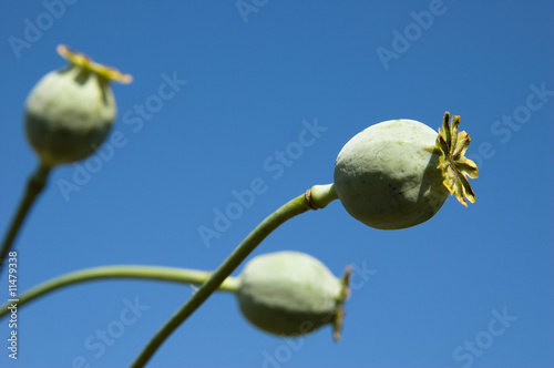 poppy heads