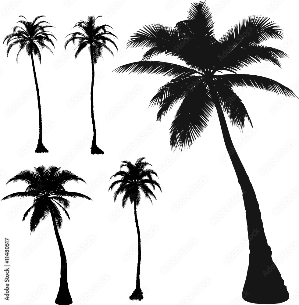 5  vector tropical palms and trees