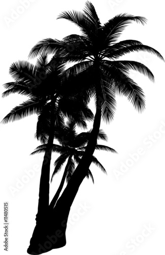 3  vector tropical palms and trees