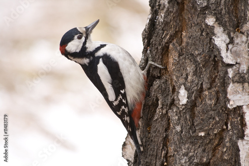 hunting woodpecker
