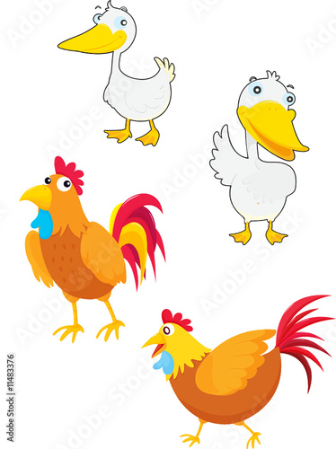 fowls