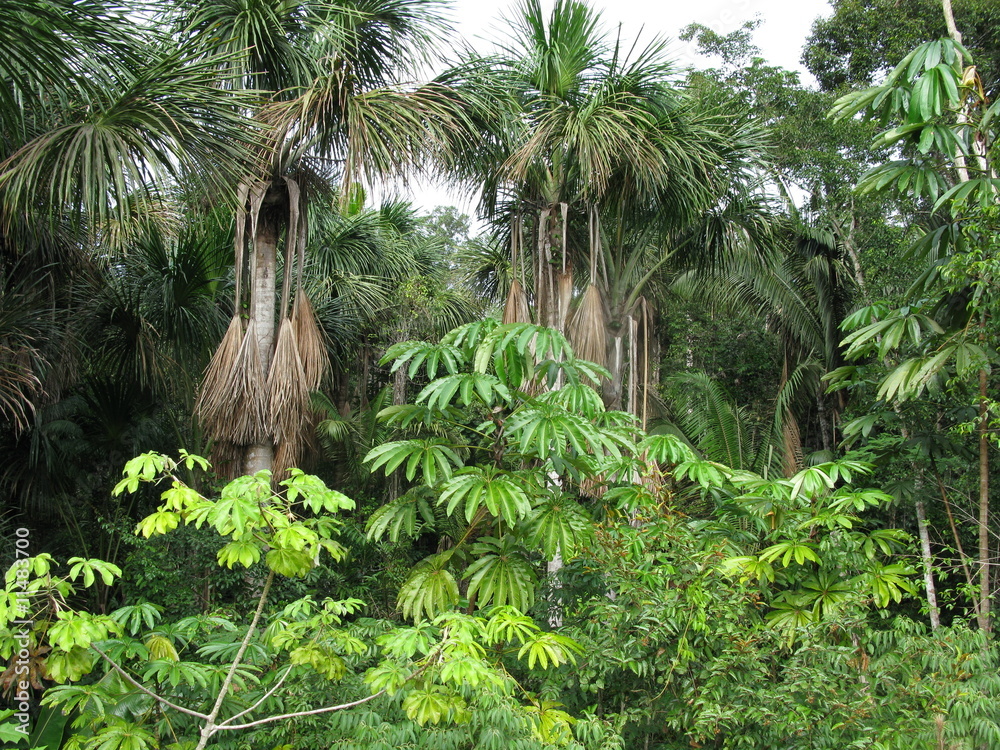 Vegetation Amazonas Regenwald, Brasilien StockFoto Adobe Stock