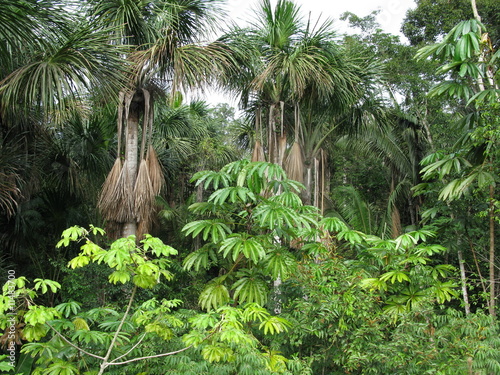 Vegetation Amazonas Regenwald, Brasilien #11483700