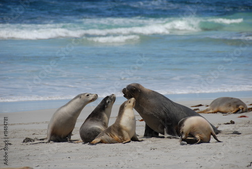 Otaries à Seal Bay sur Kangaroo Island 6