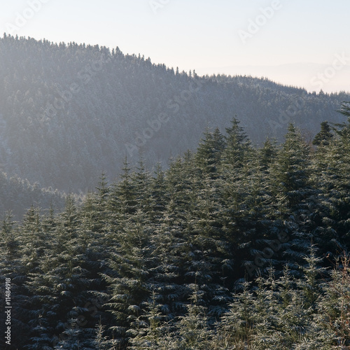 Foret de sapins en hiver