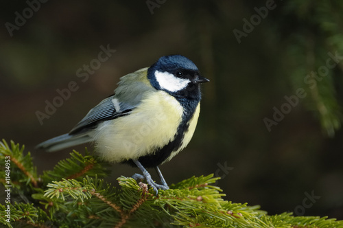 Mésange Charbonnière (Parus major)