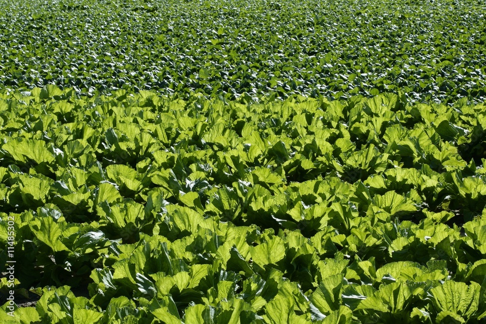 lettuce fields in green vivid color