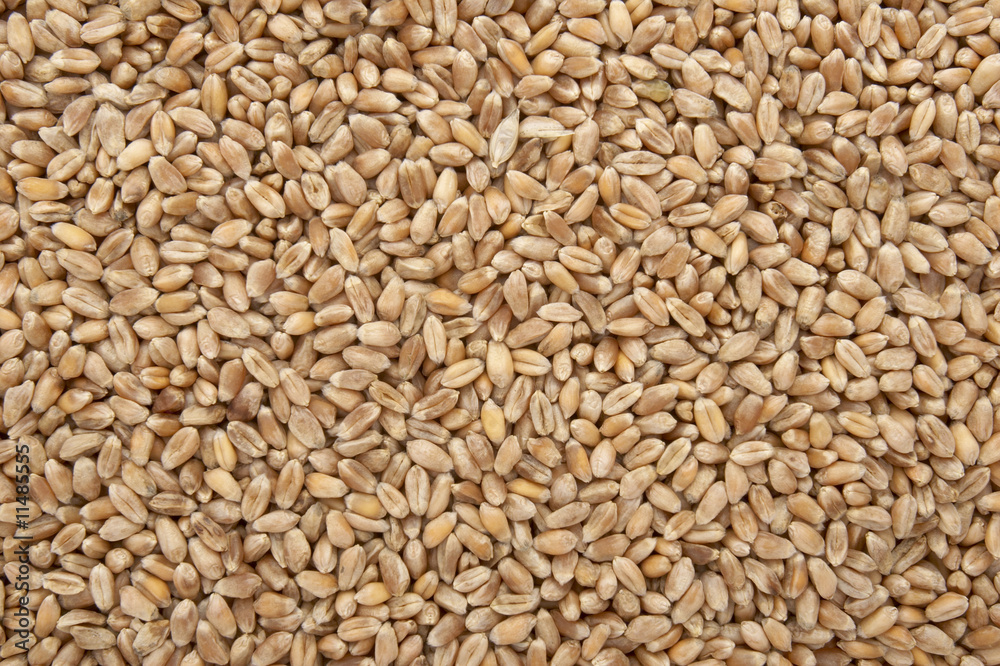 wheat background wheat background