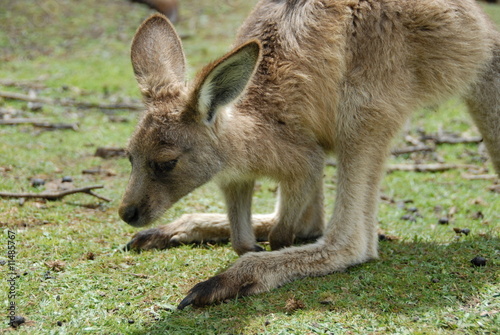 Kangourou forester en Tasmanie 1