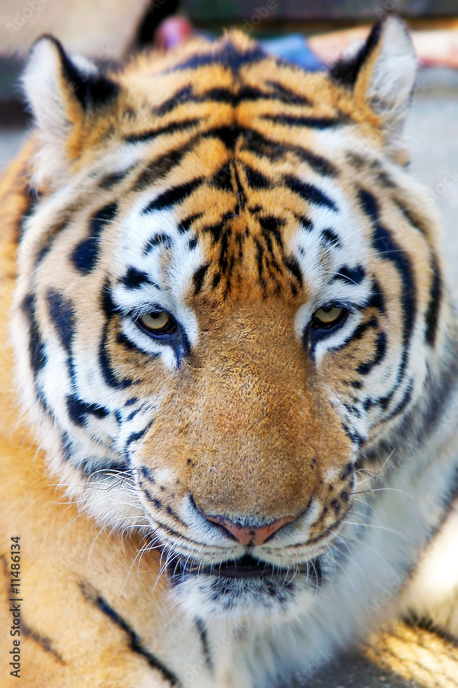 close up of tiger head close up of tiger head