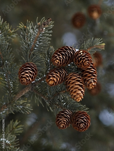 Fir cones