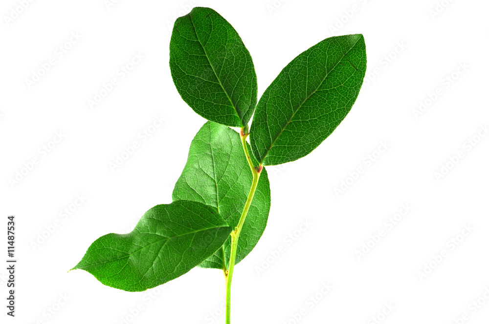 Fototapeta premium Green leaves